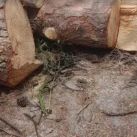 خرید چوب های باغی را نقدا خریدارم|خدمات باغبانی و درختکاری|آزادشهر, |دیوار