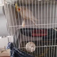 عروس هلندی لوتینو ماده