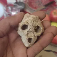 جمجمه استخوانی آدم کوتوله یافضایی چند هزارسال قد|کلکسیون اشیاء عتیقه|فسا, |دیوار