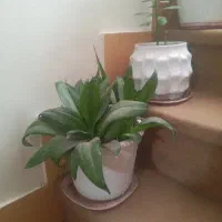 گل آپارتمانی