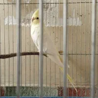 طوطی ماده|پرنده|الوند, |دیوار