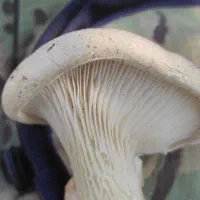 وسایل کارگا پرورش قارچ