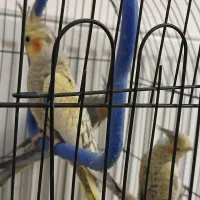 عروس هلندی|پرنده|قائمشهر, |دیوار