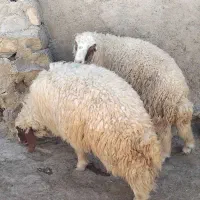بره نر|حیوانات مزرعه|اسلامآباد غرب, |دیوار