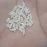 برنج کامفیروزی|خوردنی و آشامیدنی|بانش, |دیوار