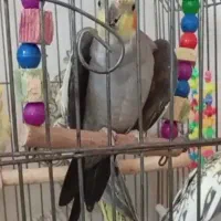 ی جفت عروس هلندی سخنگو