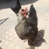 مرغ
