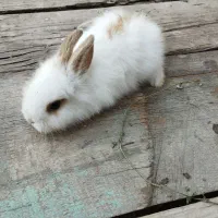 بچه خرگوش لپ|موش و خرگوش|اهر, |دیوار