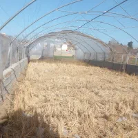 سازه گلخانه ۳۰۰متر ۱۲۰ میلیون ت|خدمات باغبانی و درختکاری|کلاله, |دیوار