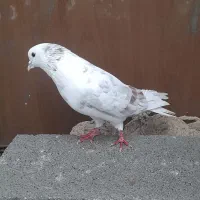 کبوتر گم شده