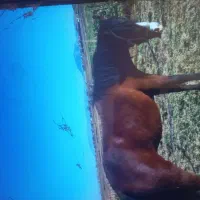 مادیون|اسب و تجهیزات اسب‌سواری|نیشابور, خیام|دیوار