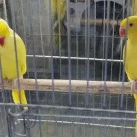 جفت ملنگو زرد