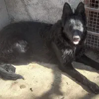 ژرمن بلک ماده