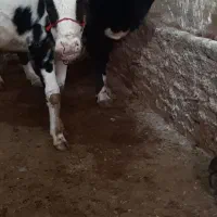 ۲عدد گوساله گاو خارجی