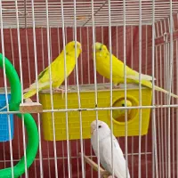 4 مرغ عشق جوان و سالم