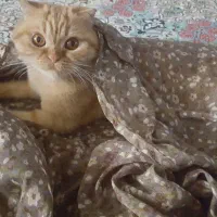 گربه اسکاتیش|گربه|مشهد, رضاشهر|دیوار