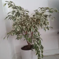 گل بنجامین ابلق