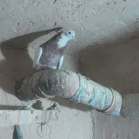 کبوتر فروشی|پرنده|لالجین, |دیوار