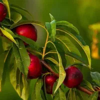 پیشفروش نهال شلیل رفعتی|خدمات باغبانی و درختکاری|بومهن, |دیوار