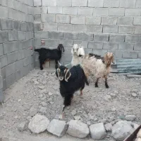 بزغاله