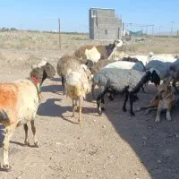 یک راس قوچ پلنگی