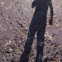 کشمش یاقوتی