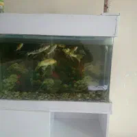 آکواریوم شیشه خم یک متری در ۳۰ سانت