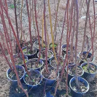 نهالستان نکویی|خدمات باغبانی و درختکاری|دلند, |دیوار