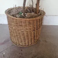 درختچه مصنوعی|گل مصنوعی|تهران, محمودیه|دیوار