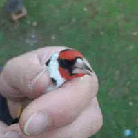 سهره|پرنده|رشت, شهریاران|دیوار