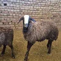 بره نر شال قوچی و قوچ ۴دندان|حیوانات مزرعه|کبودرآهنگ, |دیوار