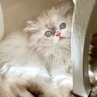 گربه پرشین فوق العاده زیبا و باهوش