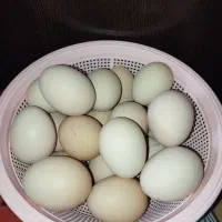 فروش تخم مرغ برهما
