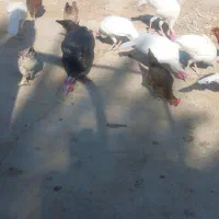 بوقلمون|حیوانات مزرعه|بهبهان, |دیوار