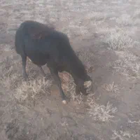 قوچ گله ب شرط پرش