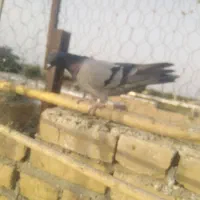 پرنده کبوتر
