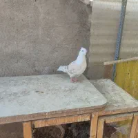 کبوتر|پرنده|ری, شهید غیوری (ابن باویه)|دیوار