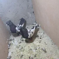 ۴ جفت سینه ای