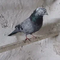 تعدادی کبوتر تهرانی سالم سرحال