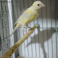 ۴تا قناری جوان طلایی و قرمز|پرنده|اردبیل, |دیوار