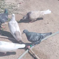 کفتر بهبهانی|پرنده|شیراز, کرونی(خاتونک)|دیوار