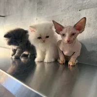 بریتیش تبی، سیلور گلد،پرشین عروسکی