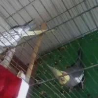 یک جفت عروس مولد بشرط تخم|پرنده|خمین, |دیوار