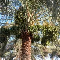 انجام تمام کارهای مربوط به نخل|خدمات باغبانی و درختکاری|اهواز, کوی طلاب|دیوار