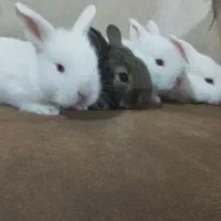 بچه خرگوش  نژادلوپ جرسی