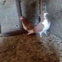 12تا کفتر پرشی مناسب|پرنده|میان ولایت, |دیوار