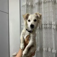 پامر اشپیتز میکس ۸ماهه نر|سگ|شهریار, شهرک شاهد|دیوار