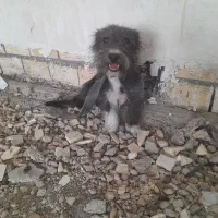 سگ پاپی