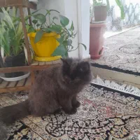 گربه پرشین