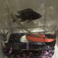 ماهی سیچیلاید